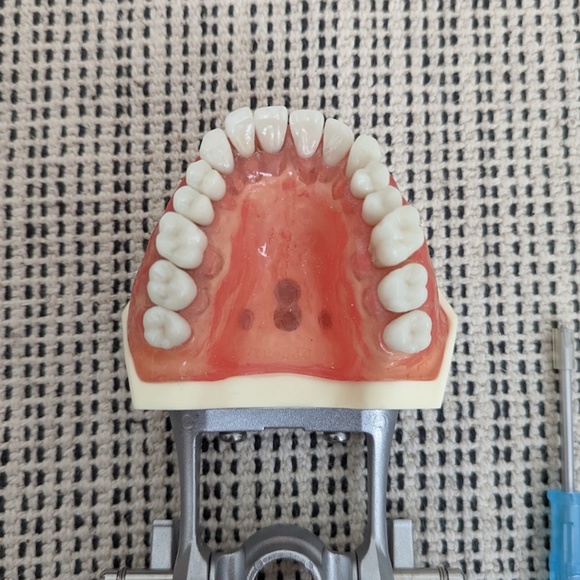 Typodont - Picture 5 of 7